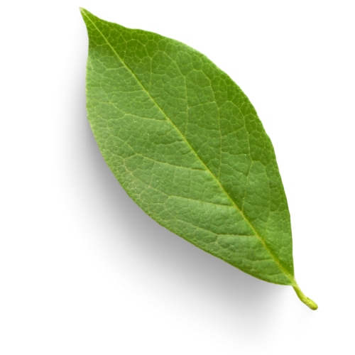 leaf
